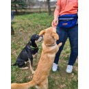 Sport Vibrations® Daily Bag – Hüfttasche mit Trinkflaschenhalterung und Leckerlibeutel für Hundespaziergänge und Hundezubehör